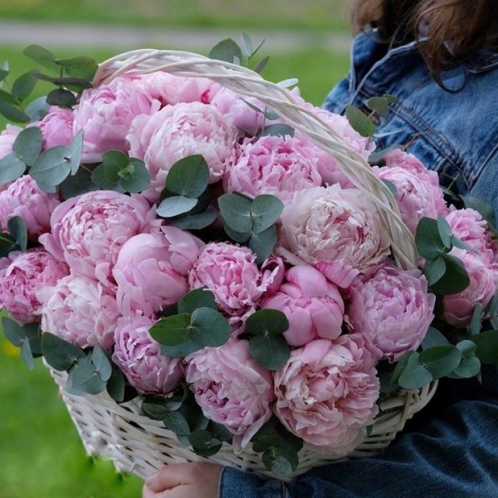 51 пион в корзине в Стамбуле